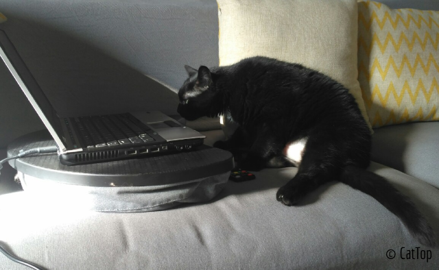 Cattop - coming soon to laps near you // Kmalu prihaja v va�a naro�ja � CatTop